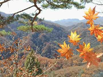 探秘潍坊地区特色香烟，健康生活下的别样烟草文化